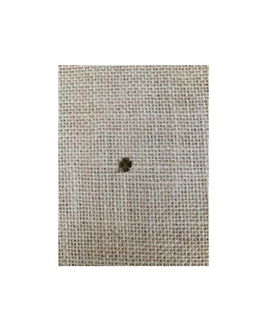 MEDALHA INOX 10MM RECORTADA TREVO